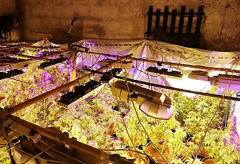 Policjanci zlikwidowali plantację marihuany w Bydgoszczy