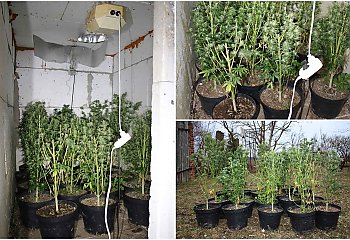 Plantacja marihuany ukryta w piwnicy. Zabezpieczono 18 krzewów 