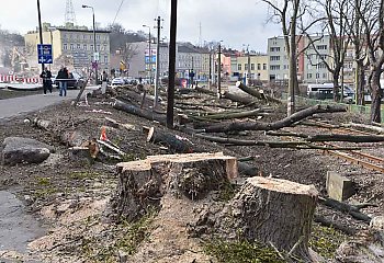 Kujawska: po wycince będą nasadzenia, nowe drzewa i krzewy
