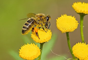 W myślęcińskim botaniku będziemy świętować... Dzień Pszczoły