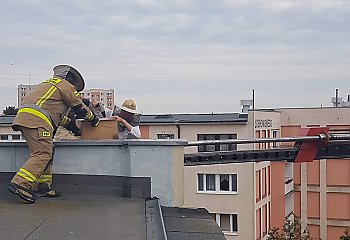Strażacy usunęli rój pszczół z bloku przy ul. Łochowskiego [ZDJĘCIA]