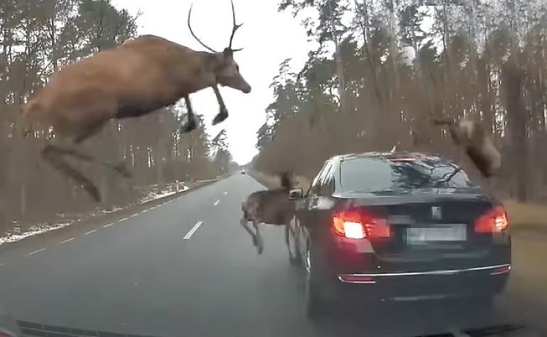 Stado jeleni zaatakowało jadący samochód. Mogło skończyć się tragedią [VIDEO]
