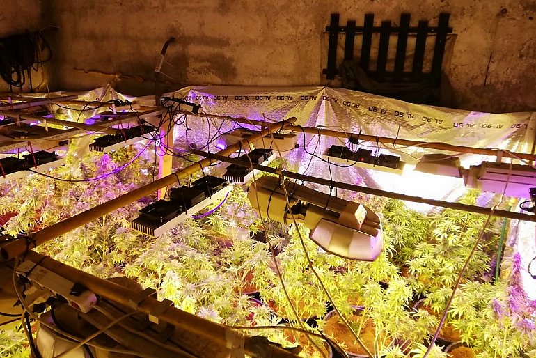 Policjanci zlikwidowali plantację marihuany w Bydgoszczy