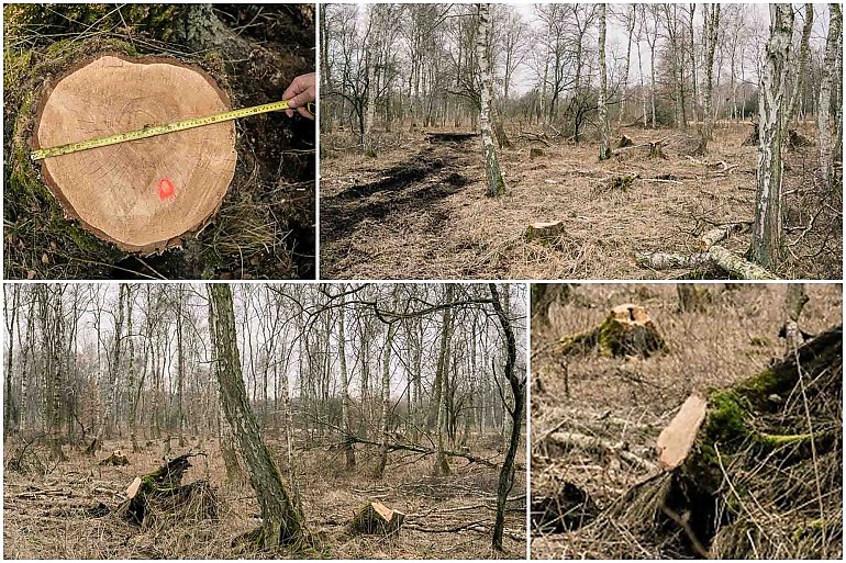 Złodzieje wycięli 55 drzew o wartości ponad 10 tysięcy złotych. Usłyszeli już zarzuty