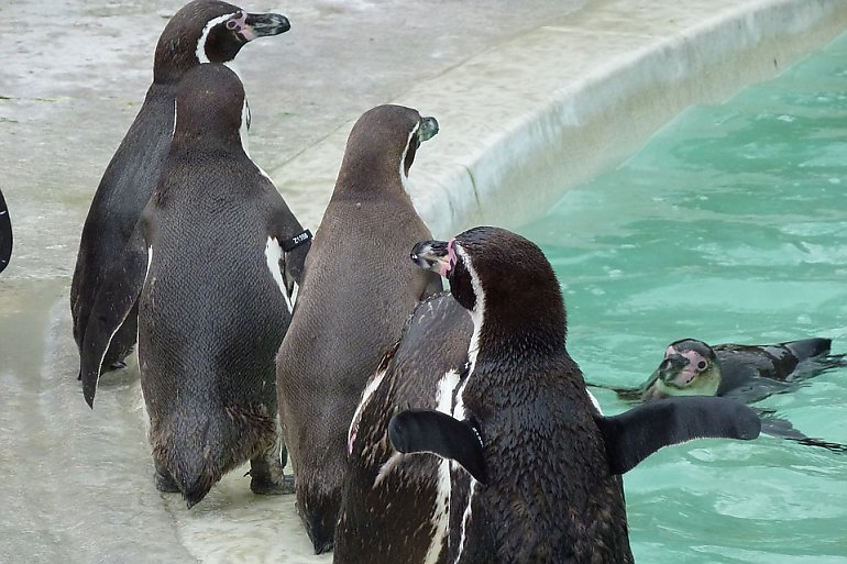 Pingwiny w Myślęcinku. Nowa atrakcja bydgoskiego zoo