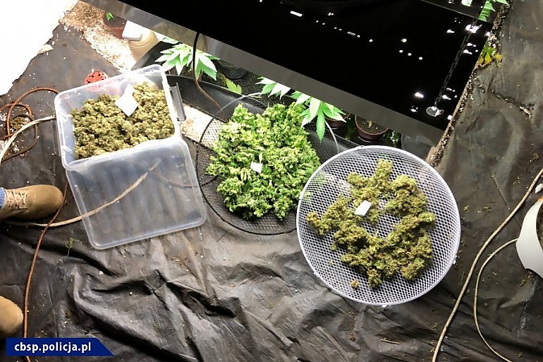 Cztery kilogramy marihuany i plantacja konopi w rękach policji  [ZDJĘCIA]