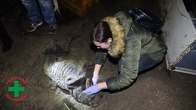 Zabójcza hodowla.  Wstrząsające odkrycie na posesji we wsi pod Bydgoszczą