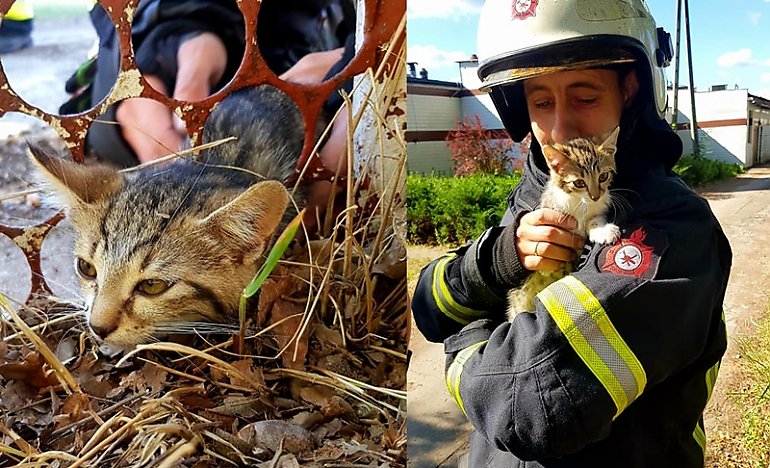 Kociak nie miał szans na przeżycie. Pomogli strażacy [ZDJĘCIA]