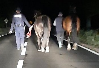 Na drodze wojewódzkiej policjanci zatrzymali ... dwa konie